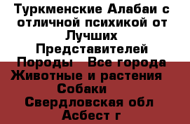 Туркменские Алабаи с отличной психикой от Лучших Представителей Породы - Все города Животные и растения » Собаки   . Свердловская обл.,Асбест г.